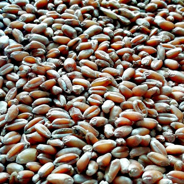 Technology for agriculture and grain industry