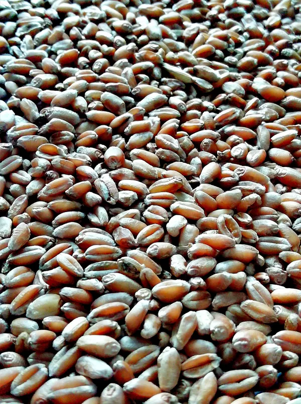 Technology for agriculture and grain industry